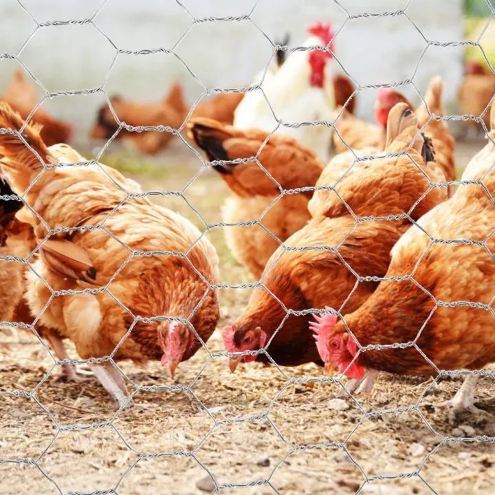 Metal%20Wire%20Netting%20Chicken%20Rabbit%20Poultry%20Fence%20Netting%20Crop%20Protection%20Net%20Hexagonal%20Galvanized%20Mesh%20Farm%20Garden%20Accessories%20-%20Image%206