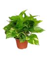 money plant/Lucky plant/indoor plant/pothoes plant. 