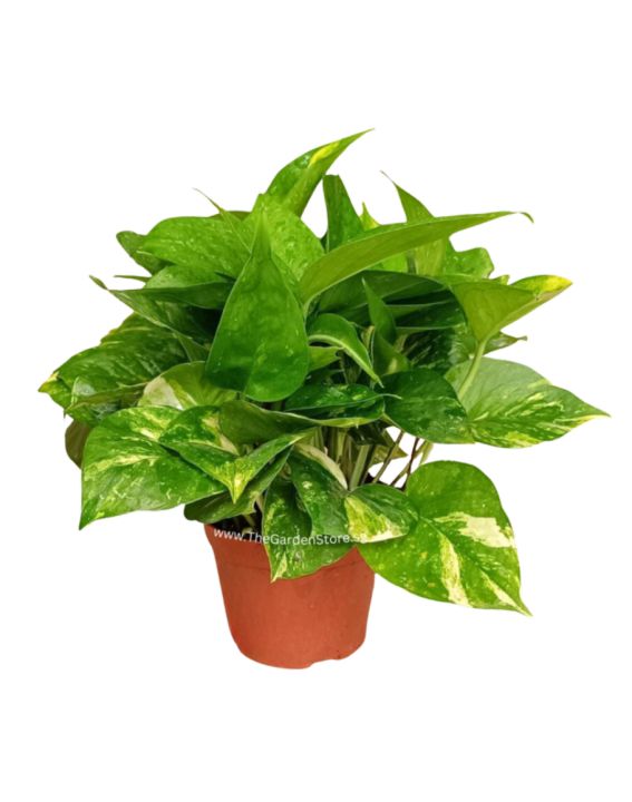 money%20plant/Lucky%20plant/indoor%20plant/pothoes%20plant%20-%20Image%202