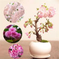 Ready to ship (30 seeds), cherry blossom, cherry blossom, Sakura, Japanese tree, garden, decoration, Sakura, seed cultivation, bonsai, seeds 100%. 