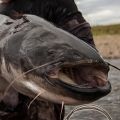 Catfish Rigs with Float. 