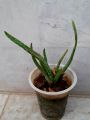 Aloe vera plant. 