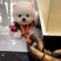 Simulated Iron Chain Dog with Dog Chain Traction Rope Dog Rope Funny Outdoor Plastic Thick Chain. 