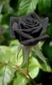 Authentic Black Rose Seeds -30pcs+SURPRISE GIFT. 