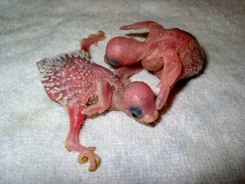 Bird%20Leg%20Hobble%20-%20Leg%20Hobble%20for%20Parrot%20(1%20PC)%20-%20Image%203