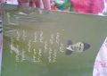 Copy Cover / Transparent Copier Sheet (Plastic Sheets Thin for Notebook Cover) Size 40 × 60 cm (12 Sheets). 