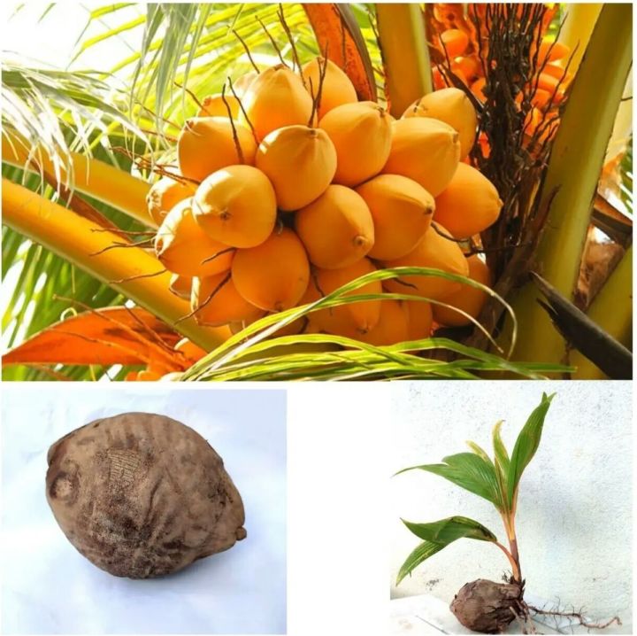 King%20Coconut%20plant%20/%20%E0%B6%AD%E0%B7%90%E0%B6%B6%E0%B7%92%E0%B6%BD%E0%B7%92%20%E0%B6%B4%E0%B7%90%E0%B6%BD%20(%203%20Years%20)%20-%20Image%202