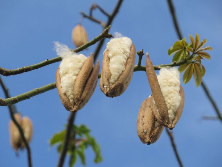 খাঁটি শিমুল তুলা ১ কেজি (বিচি পরিষ্কার করা)
