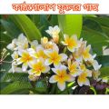 Kathgolap/Plumeria flower plant multi head outdoor plant 8-12 inch size with soil 1 piece. 