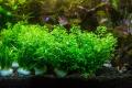 Aqua Plant World - Pearl Weed (Hemianthus Micranthemoides) - Live Aquatic Fast Growing Plant - 10 stems. 