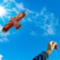 Flat Eagle Kite 1.1m Flying Bird Kite With 30 Meter Kite Line Large Kite Kids Gift Family Trips Garden Outdoor Sports DIY Toy.