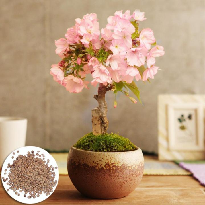 Authentic!!%20100%25%20seeds%20(30%20seeds)%20plant%20seeds%20cherry%20blossom%20sakura%20cherry%20tree%20Japanese%20garden%20decoration%20garden%20Sakura%20seed%20cultivation%20bonsai%20seeds%20-%20Image%202