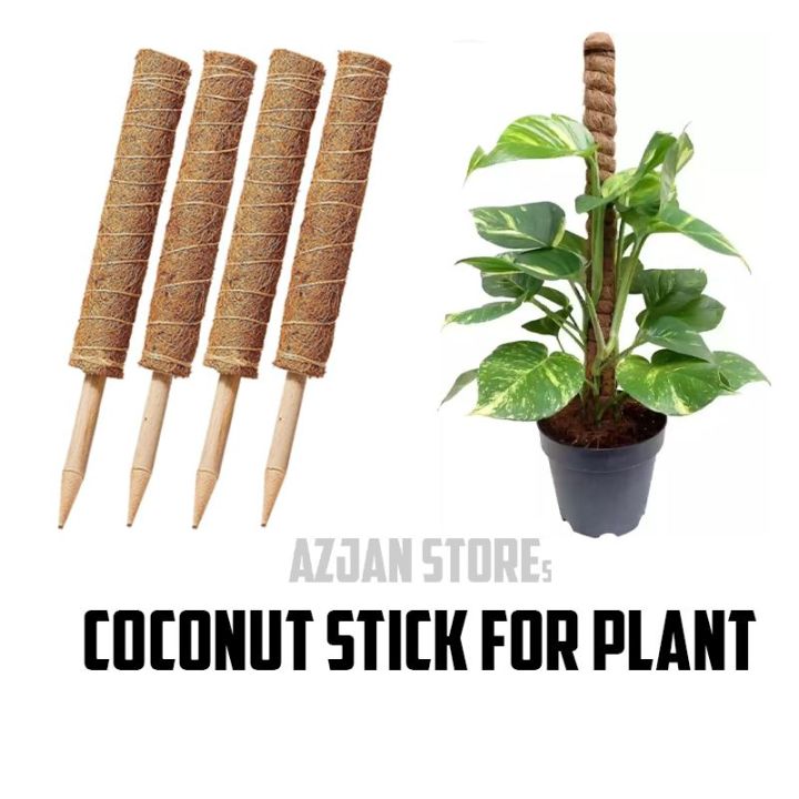 Coconut Stick For Money Plant pack of two sticks Daraz.pk