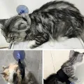 Pet Bath Fixation Strap with Sucktion Cup Cat Dog Shower Restraint Leash Anti Scratch Escaping Leash Pet Bathing Grooming Tool. 