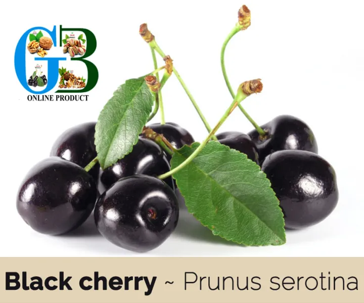 GB%20Organic%20Dried-Black-cherry%20-%20Image%206