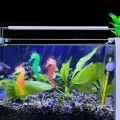 Fish Tank Aquascape Decorations Simulation Glow in Dark Silicone Seahorse With Suction Cups Aquarium Landscape Decorations. 