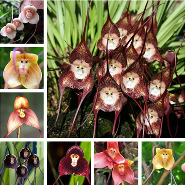 30 seeds/set Dracula Simia seeds monkey orchid seeds rare flower seeds rare bonsai auspicious tree seeds flower seeds beautiful flower bonsai big auspicious tree odd color bonsai color bonsai