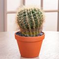 small original cactus plant 1. 