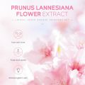 Laikou Japan Sakura Skin Care Set - 5pcs [serum Cream Toner Eye Cream Cleanser Combo]. 