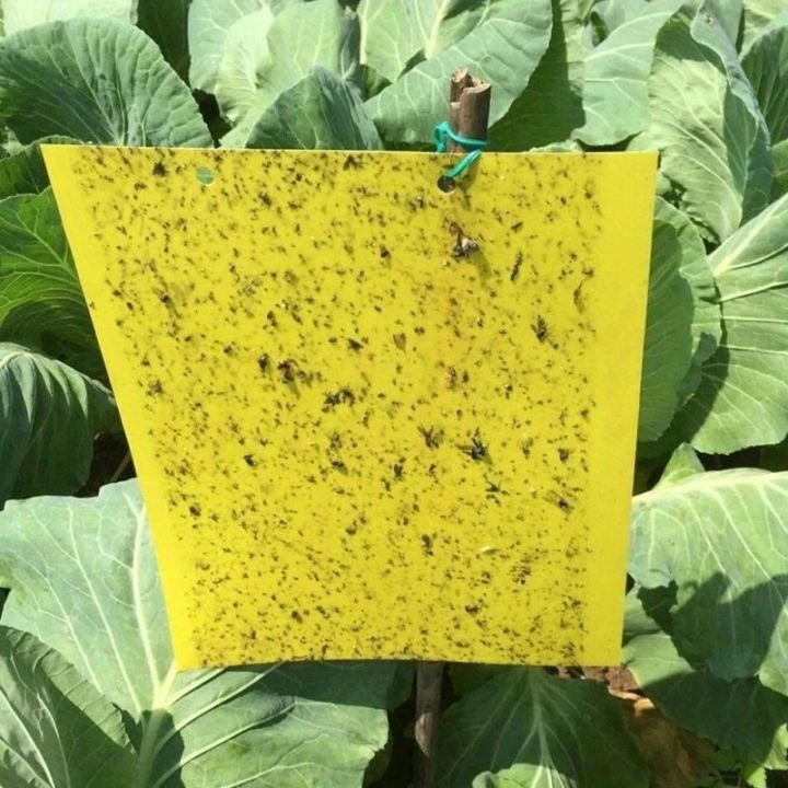 20pcs%20Strong%20Fruit%20Fly%20Traps%20Bugs%20Yellow%20Sticky%20Board%20Pest%20Control%20Insect%20Killer%20Two-sided%20Glue%20Paper%20Trap%20For%20Kill%20Pests%20-%20Image%202