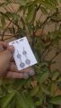 Resin long Earrings. 