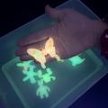 Creative Luminous Magic Water Elf Colorful Gels 3D Water Animal Elf Toys Fun Handmade Water Elves Toy With Sea Creature Mold. 
