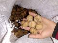Desi Walnuts Giri 500G | White Giri Dried | Zaiqa Daar. 