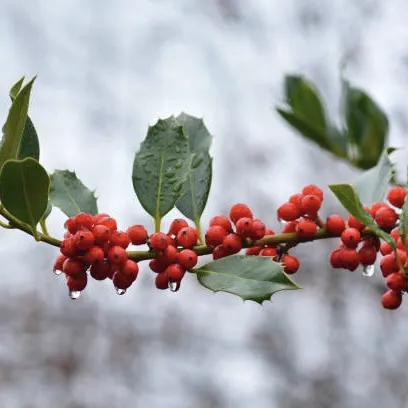 Weera%20seeded%20plant%20veerai%20Drypetes%20sepiaria%20plant%20-%20Image%202