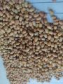 Natural Whole Moth Beans 1000gm. 