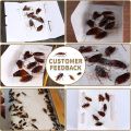 Cockroach Catcher - Adhesive Cockroach Trap Glue, specifically designed for cockroaches, ants, spiders, and other insects. 