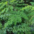 Green Moringa Leap For Fresh Juice 100gm. 