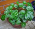 Pennywort plant indoor plant and outdoor plant  1 piece. 
