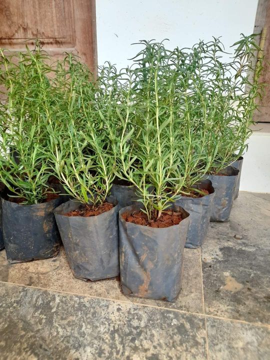 Herble%20Rosemery%20Plant%20With%20a%20Growing%20Bag%20-%20Image%204