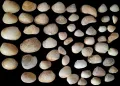 Different sizes sea shells for crafts. 