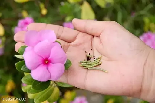 sada%20Bahar%20flower%20seed%20-%20Image%202