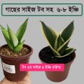 Senciveria Black Star/Night Owl / Birds nest with pot - Indoor/Outdoor Plant.