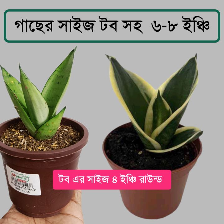 Senciveria%20Black%20Star/Night%20Owl%20/%20Birds%20nest%20with%20pot%20-%20Indoor/Outdoor%20Plant%20-%20Image%202