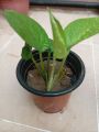 Money plant. 