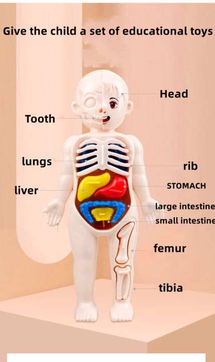 Kid Montessori 3D Puzzle Human Body Anatomy Model Educational Learning ...
