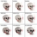 All Size Plastic Human Skull Head Skeleton Halloween Style Photo Prop Cranium Haunted House Statue Party Decor Game Supplies. 