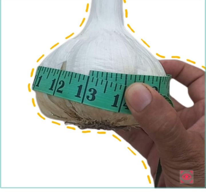 Lehsan NARC G1 Bulb 500 Gram