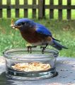 Live Mealworms -1 KG. 