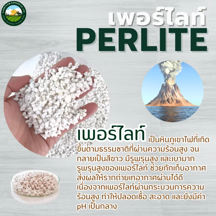 Perlite%20(Perlite),%20Planting%20Material,%20Imported%20High%20Grade,%20Air%20Purifying%20Plants,%20Prevents%20Rotten%20Roots,%20Plants%20That%20People%20Like%20in%20This%20Era,%20Auspicious%20Plants,%20Indoor%20Plants.%20-%20Image%202