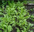 jarjeer salad seeds. 