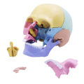 Anatomy Skull Model, 17 Part Puzzle of Human Anatomy Skull for Kids, Mini Human Medical Skull Model with Flash Cards. 