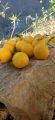 Fresh Farm-Grown Oranges - Naturally Sweet and Juicy. 