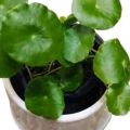 Dollar Plant / Pennywort Live Plant. 