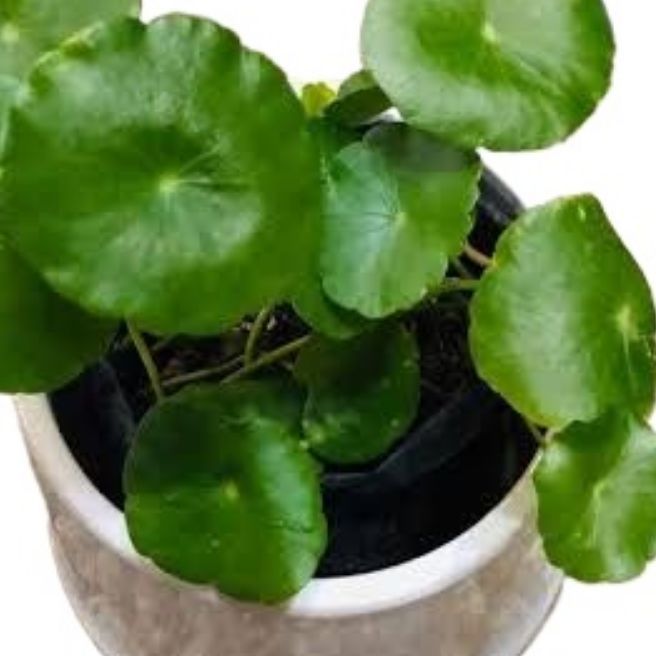 Dollar%20Plant%20/%20Pennywort%20Live%20Plant%20-%20Image%203