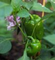 F1 hybrid Shimla mirch / capsicum/ bell peppers seeds in red , green , yellow and purple. 