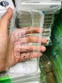 iPhone 15 pro max evo clear tech21 cases. 